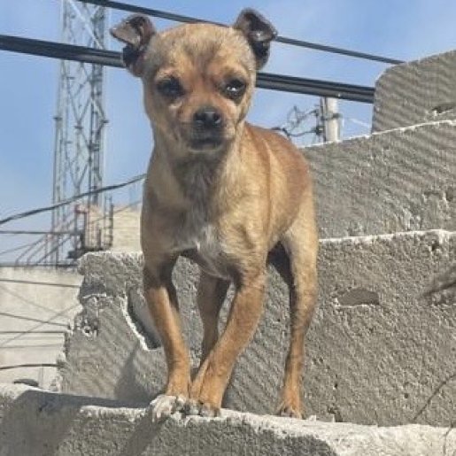 perdido Macho chihuahua cafe