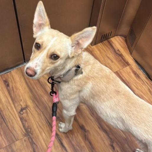 perdido Hembra pitsky cafe