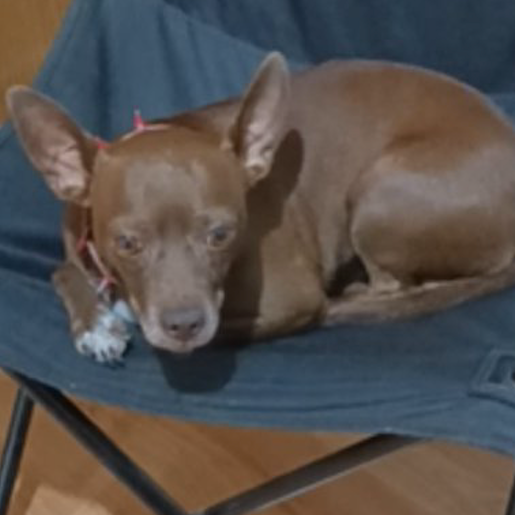 perdido Macho miniature pinscher cafe