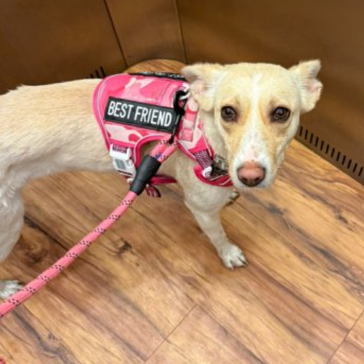 perdido Hembra pitsky cafe