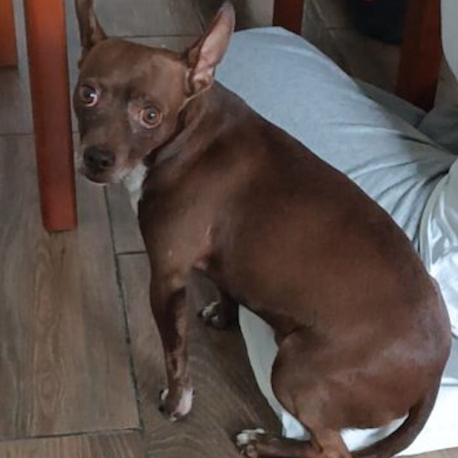 perdido Macho miniature pinscher cafe