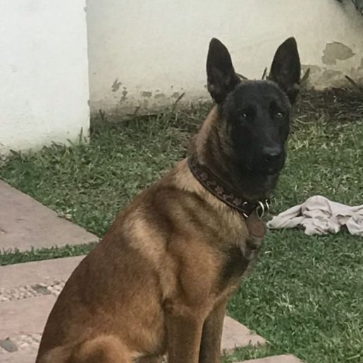 perdido Macho malinois cafe