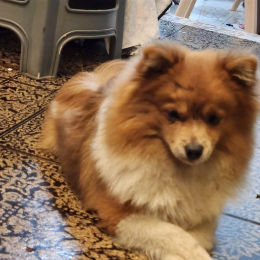 perdido Macho pomeranian cafe