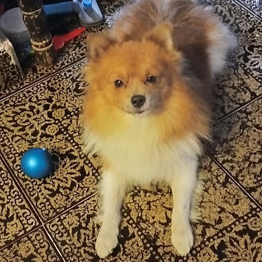 perdido Macho pomeranian cafe