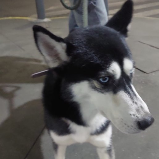 resguardo Macho siberian husky negro