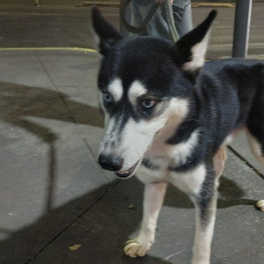 resguardo Macho siberian husky negro