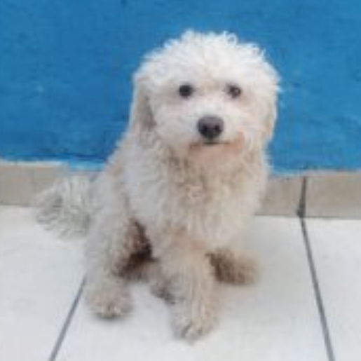 perdido Macho poodle blanco