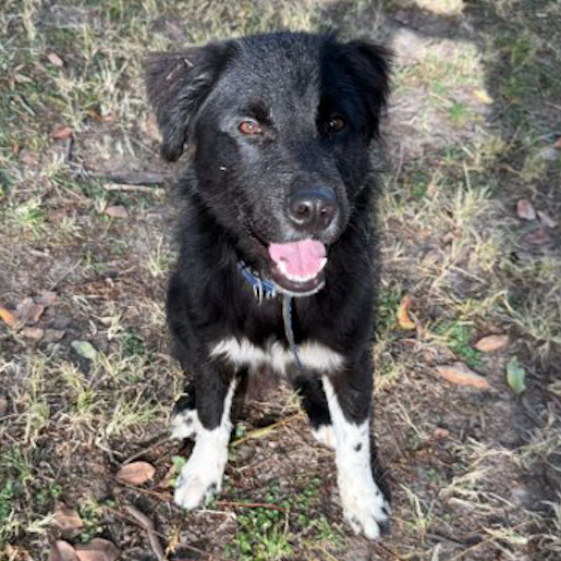 resguardo Macho border collie negro