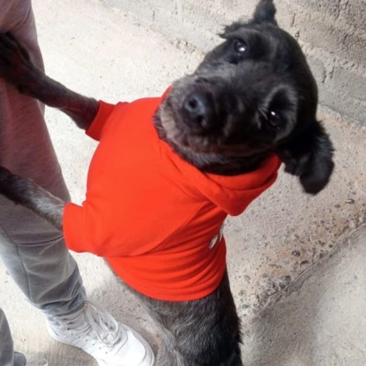 perdido Hembra schnoodle negro