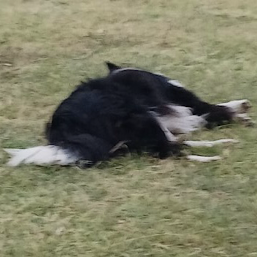 visto Macho mestizo negro