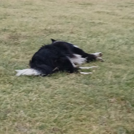 visto Macho mestizo negro