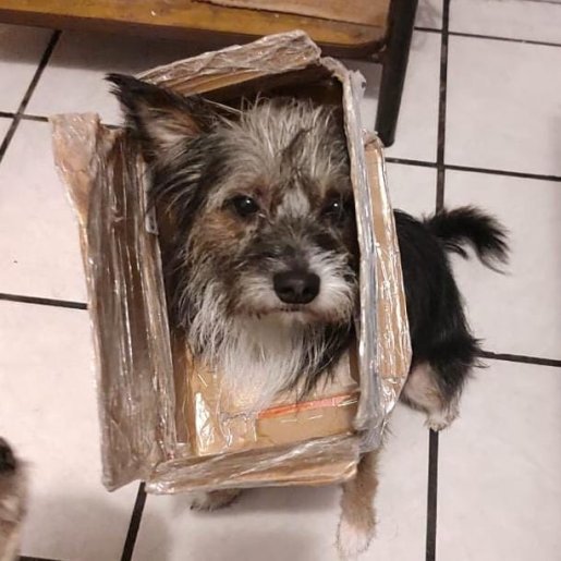 perdido Macho dorkie negro