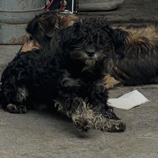 perdido Hembra dorkie negro