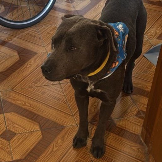 perdido Macho american pit bull gris