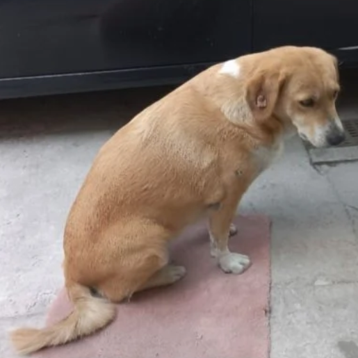 perdido Hembra boxer beagle mix cafe