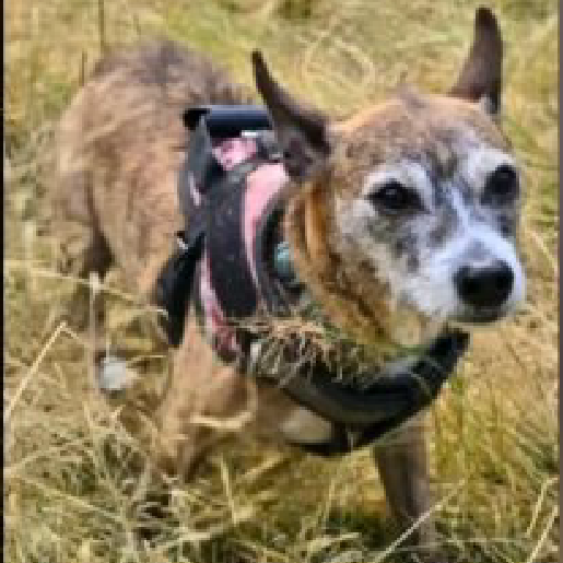 perdido Macho Chorkie cafe