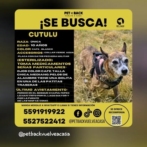 perdido Macho Chorkie cafe