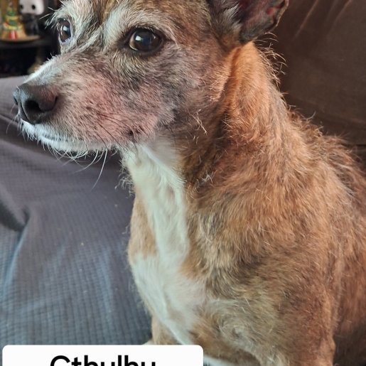 perdido Macho Chorkie cafe