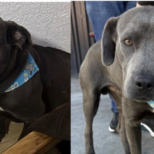 perdido Macho american pit bull gris