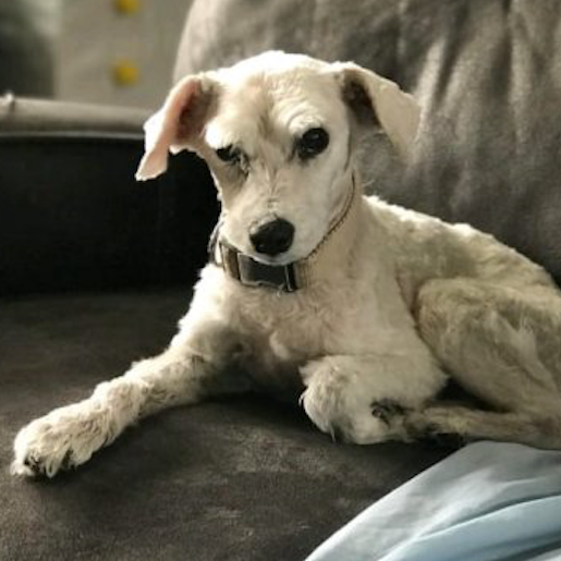 perdido Hembra schnauzer gris