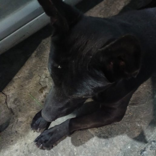 resguardo Macho labmix negro