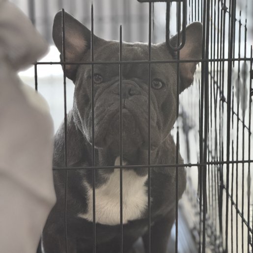 perdido Macho french bulldog negro