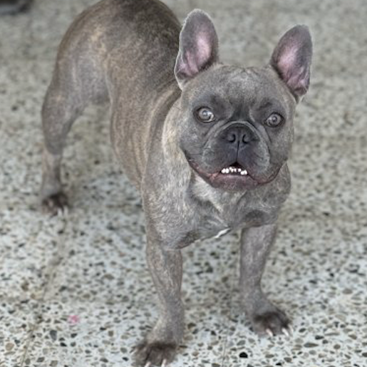 perdido Macho french bulldog negro