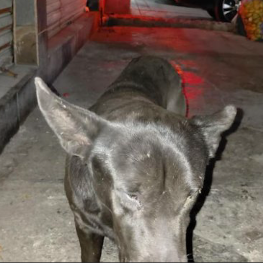 resguardo Macho labmix negro