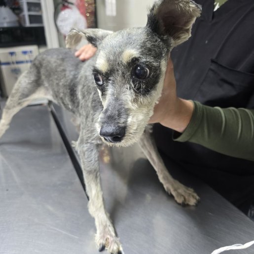 resguardo Hembra german shorthaired pointer gris