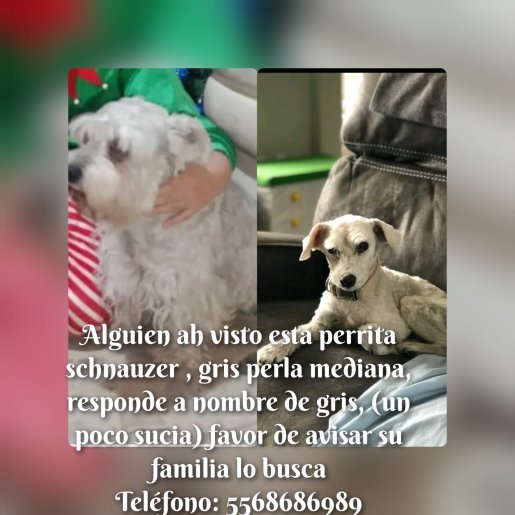 perdido Hembra schnauzer gris