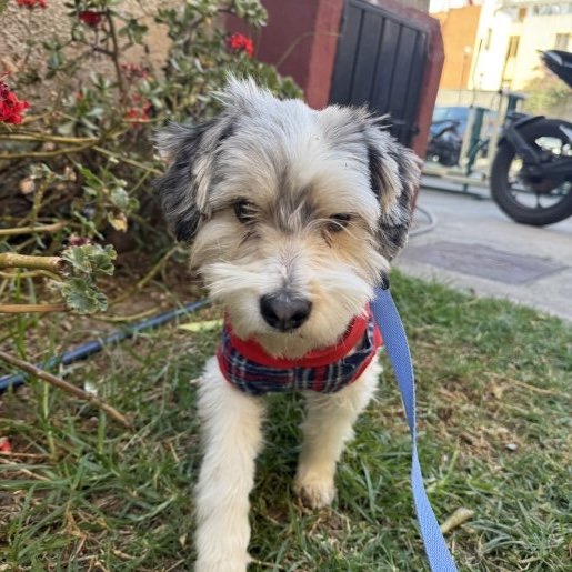 perdido Macho cockapoo gris