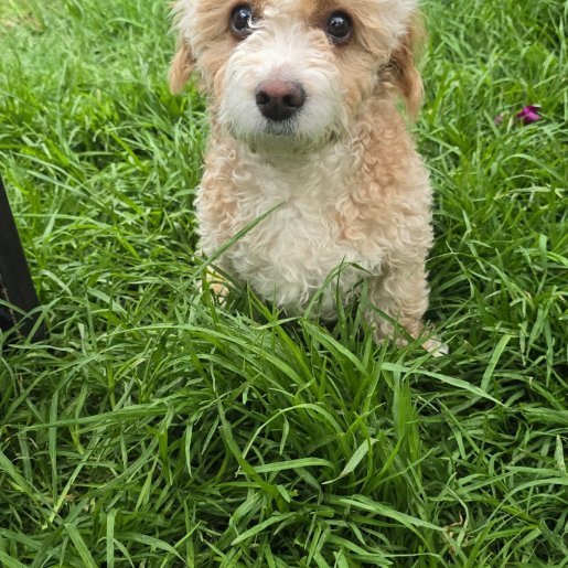 perdido Hembra dandie dinmont cafe