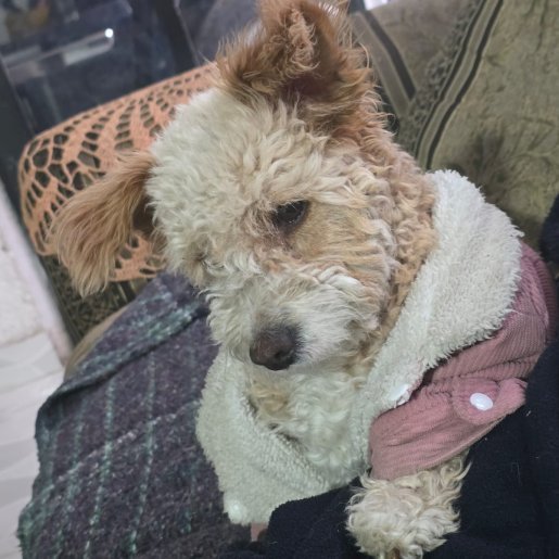 perdido Hembra dandie dinmont cafe