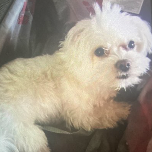 perdido Hembra maltipoo blanco
