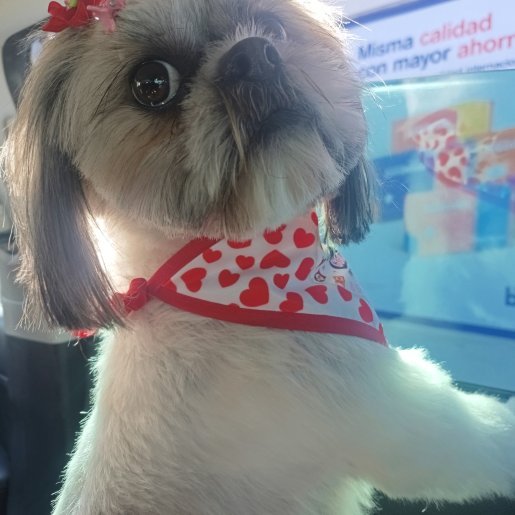 perdido Hembra shih tzu blanco