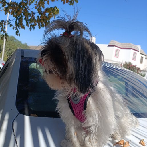 perdido Hembra shih tzu blanco