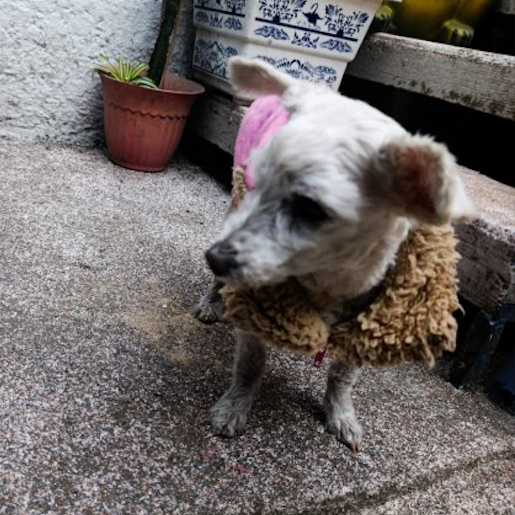 resguardo Hembra Miniature Schnauzer blanco