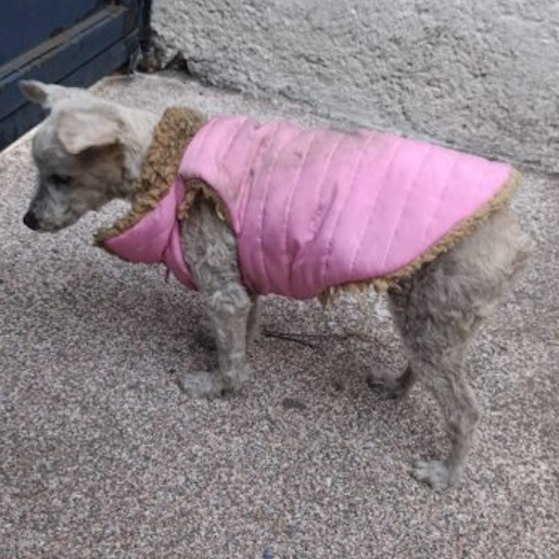 resguardo Hembra Miniature Schnauzer blanco