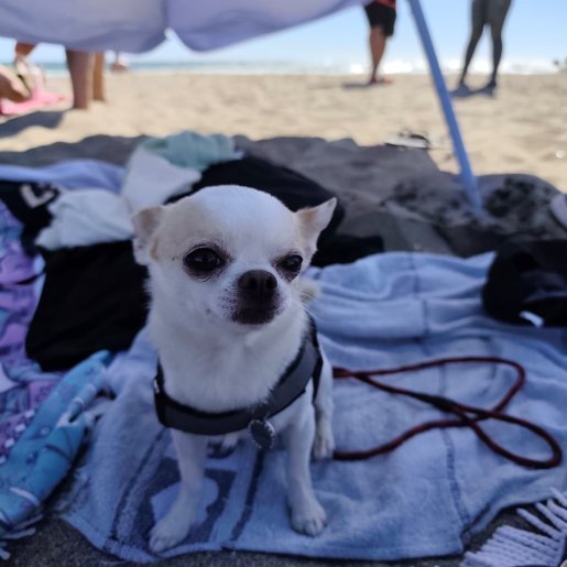 perdido Macho chihuahua blanco