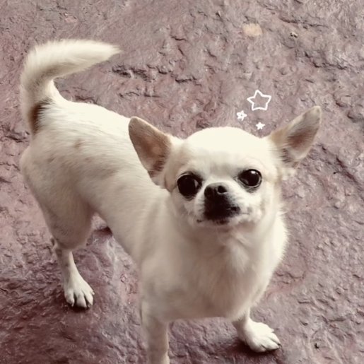 perdido Macho chihuahua blanco
