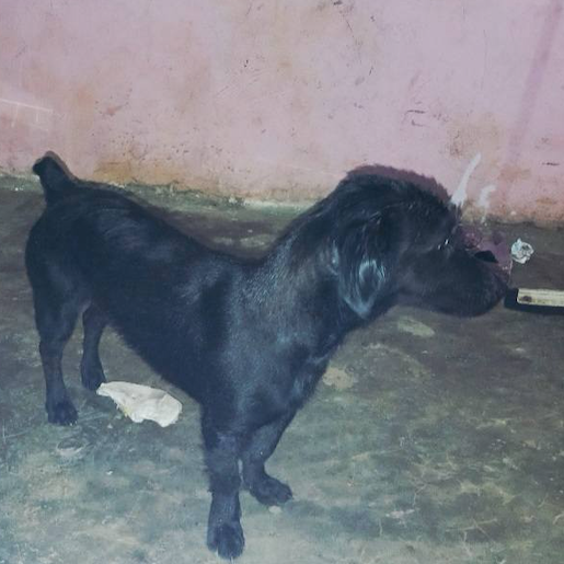 perdido Hembra labmix negro