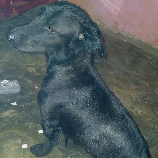 perdido Hembra labmix negro