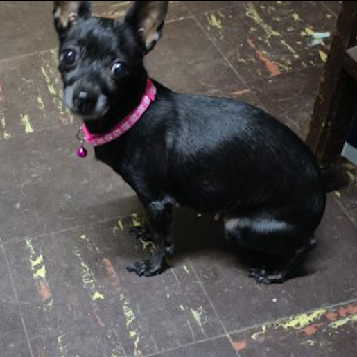 resguardo Hembra schipperke negro