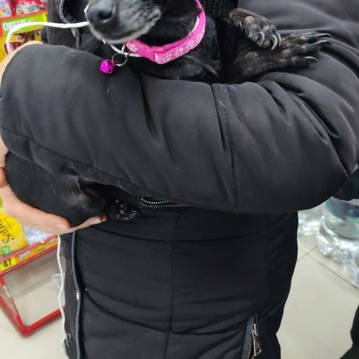 resguardo Hembra schipperke negro
