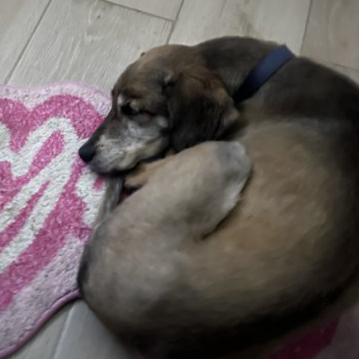 perdido Hembra goldador cafe