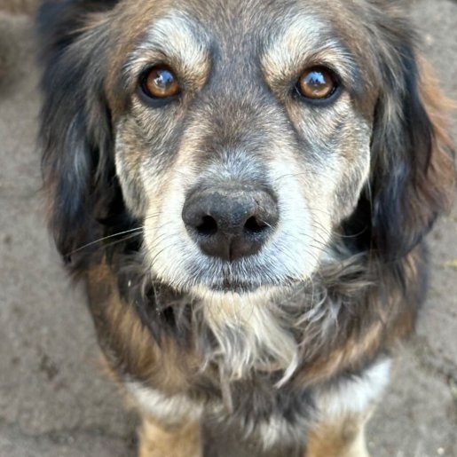 perdido Hembra goldador cafe