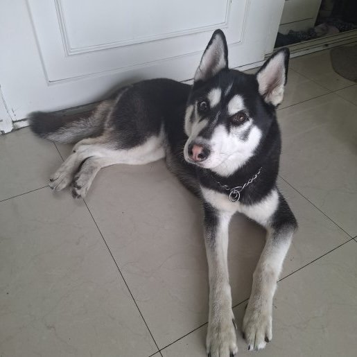 resguardo Macho siberian husky negro