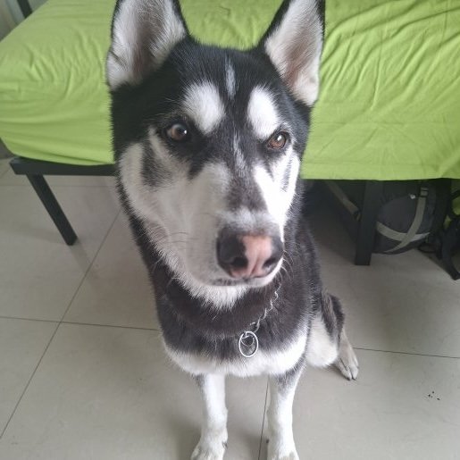 resguardo Macho siberian husky negro