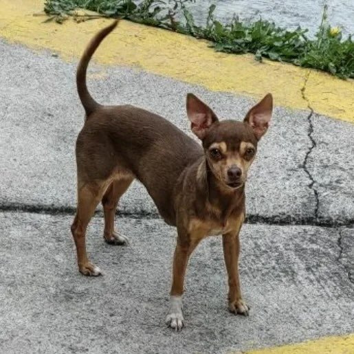 perdido Hembra chihuahua cafe