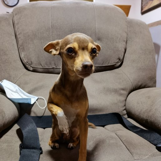 perdido Hembra chihuahua cafe